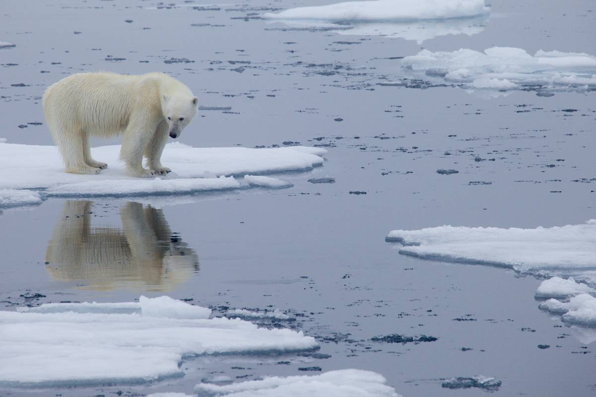 Polar bear standing on melting ice